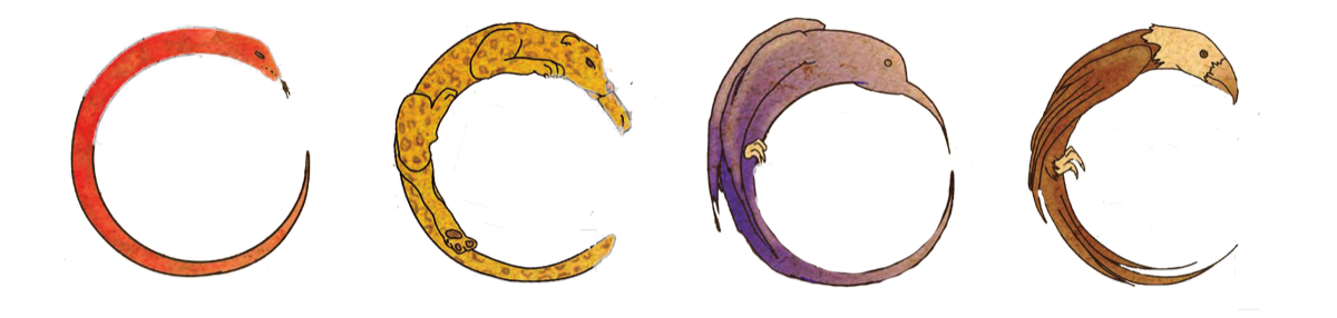 Medicine Wheel of the Incas